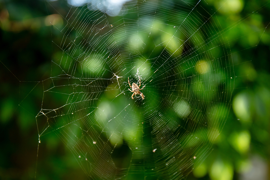 1710-Aranhas-Layout_Site3 Fotografia de uma aranha-de-jardim-europeia constrói uma teia orbital bidimensional.