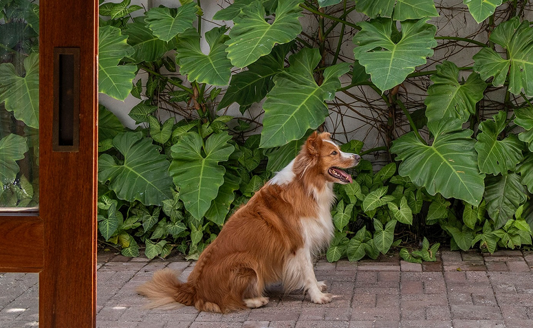 cachorro em área externa simbolizando boa convivência em áreas comuns do condomínio.