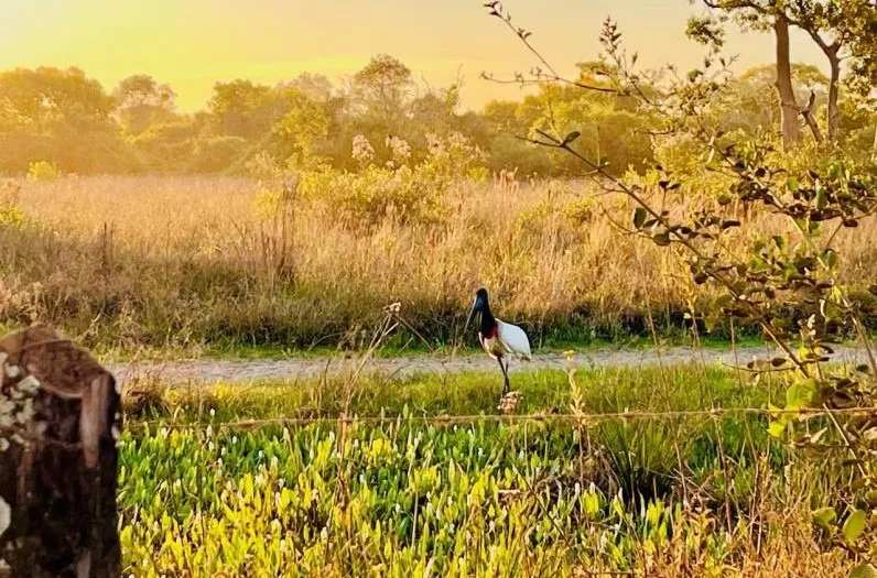 Mato Grosso Reforça Ações De Resgate E Atendimento À Fauna Durante Emergência Ambiental 84 image