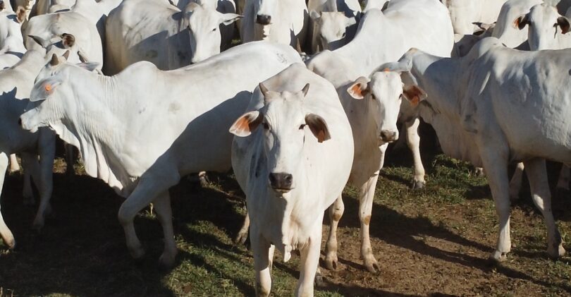 Pecuária Brasileira Busca Liderança Mundial Em Sustentabilidade No World Meat Congress: Saiba Mais! 1 2025 word1
