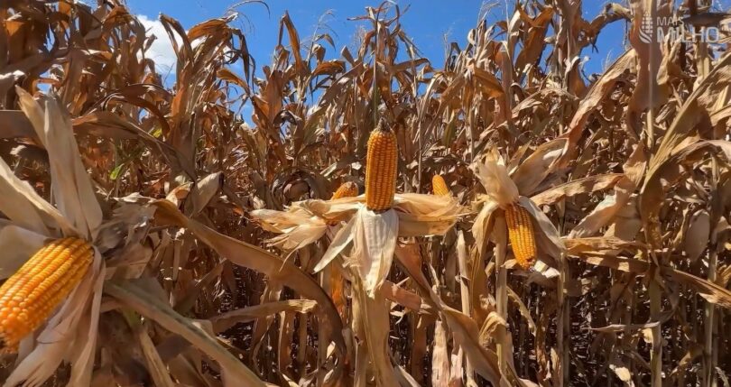 Preço Do Milho Em Mato Grosso: Alta Nos Custos Preocupa Produtores 1 2025 word3