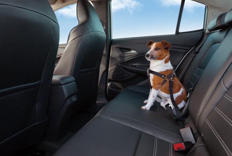 Novo-Servico-Da-Chevrolet-Para-Pets Novo serviço da Chevrolet para pets