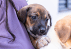 Campanha De Vacinação De Cães E Gatos Em Cuiabá: Participe Neste Sábado! 4 2025 word2