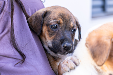 Campanha De Vacinação De Cães E Gatos Em Cuiabá: Participe Neste Sábado! 1 2025 word3