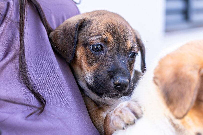 Prefeitura De Cuiabá Convoca População Para Vacinação De Cães E Gatos Neste Sábado: Participe! 1 Arquivo