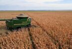 Produtores De Mato Grosso Antecipam Plantio De Soja Para Melhorar Cultivo De Milho 4 2025 word1