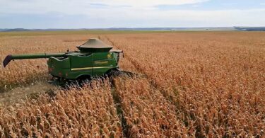 Produtores De Mato Grosso Antecipam Plantio De Soja Para Melhorar Cultivo De Milho 43 2025 word3