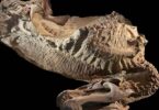 Descubra A Zona Das Múmias: Local De Fósseis De Dinossauros Excepcionalmente Preservados 4 2025 word1