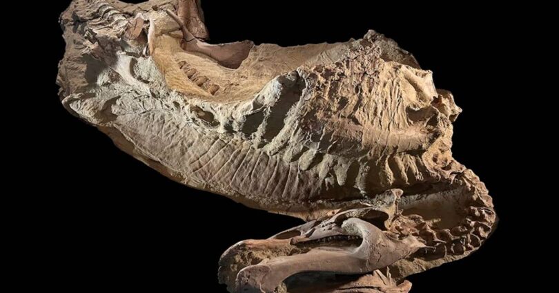 Descubra A Zona Das Múmias: Local De Fósseis De Dinossauros Excepcionalmente Preservados 1 2025 word2