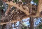 Influenciadora Registra Onça Em Situação Surpreendente No Pantanal: Jogada No Topo De Uma Árvore 4 2025 word3