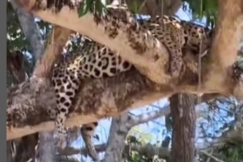 Influenciadora Registra Onça Em Situação Surpreendente No Pantanal: Jogada No Topo De Uma Árvore 1 2025 word3