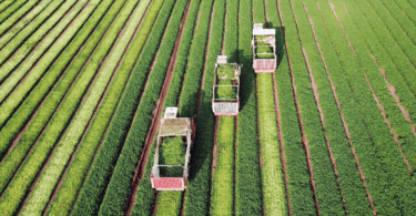 Estoque De Letras De Crédito Do Agronegócio Atinge R$ 608 Bilhões Em Setembro: Saiba Mais! 36 2025 word3