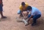 Policial Salva Cachorrinho Com Massagem Cardíaca Em Campo De Futebol: Assista Ao Vídeo Emocionante! 5 2025 word2