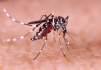 Chikungunya: Mais De 10 Mil Casos Confirmados Em Cuiabá Em 2025 4 2025 word1