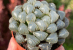 Guia Completo Para Cultivar A Suculenta Haworthia Cooperi Em Recipientes De Vidro 4 2025 word3