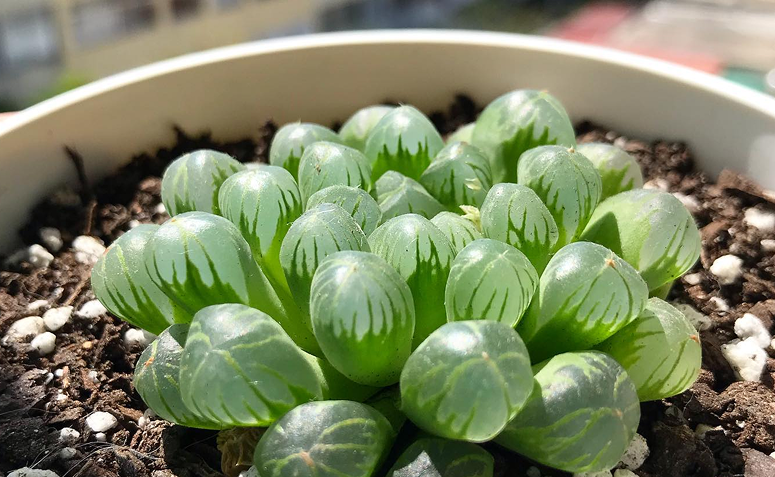 Vaso de Haworthia cooperi posicionado próximo a uma janela, recebendo luz indireta