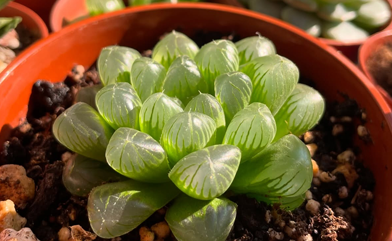 Haworthia cooperi em vaso com substrato arenoso e drenado.