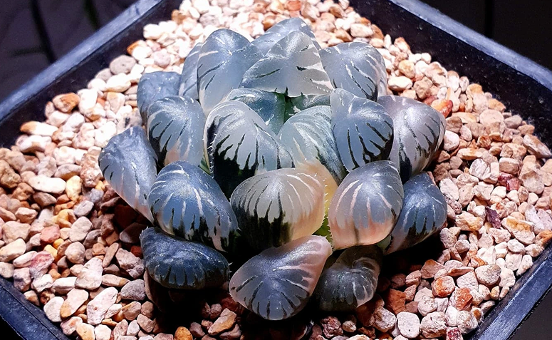 Haworthia cooperi, conhecida por suas grandes “janelas” translúcidas nas folhas e textura brilhante. As folhas carnudas apresentam uma variação sutil de cor com veios escuros, criando um aspecto suave e luminoso.