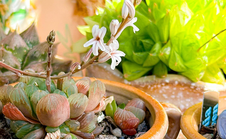 Haworthia cooperi com haste floral delicada e mudas laterais surgindo ao redor da planta.