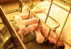 Descubra: Cidade Brasileira Com O Maior Rebanho Suíno, Próximo De 1 Milhão De Animais 4 2025 word1