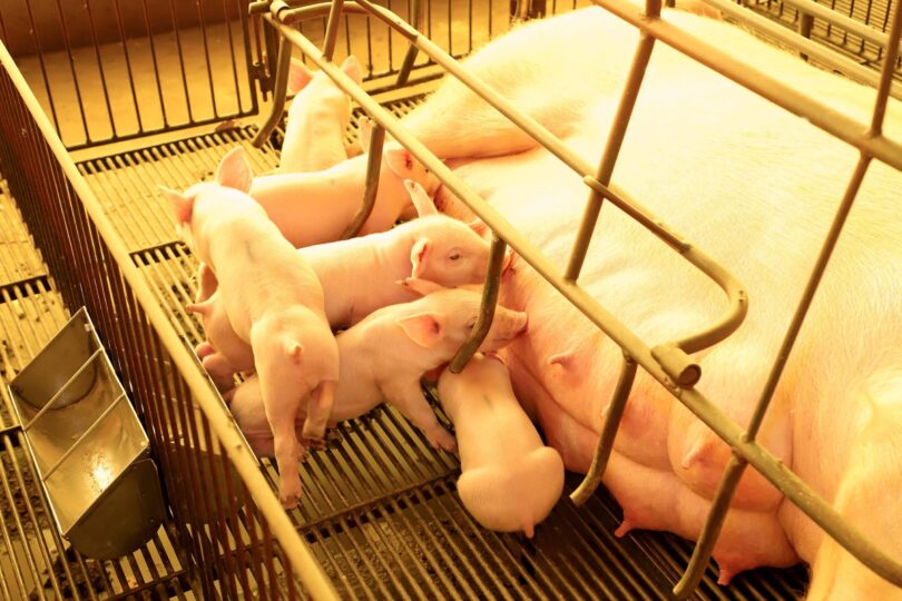 Descubra: Cidade Brasileira Com O Maior Rebanho Suíno, Próximo De 1 Milhão De Animais 1 2025 word2