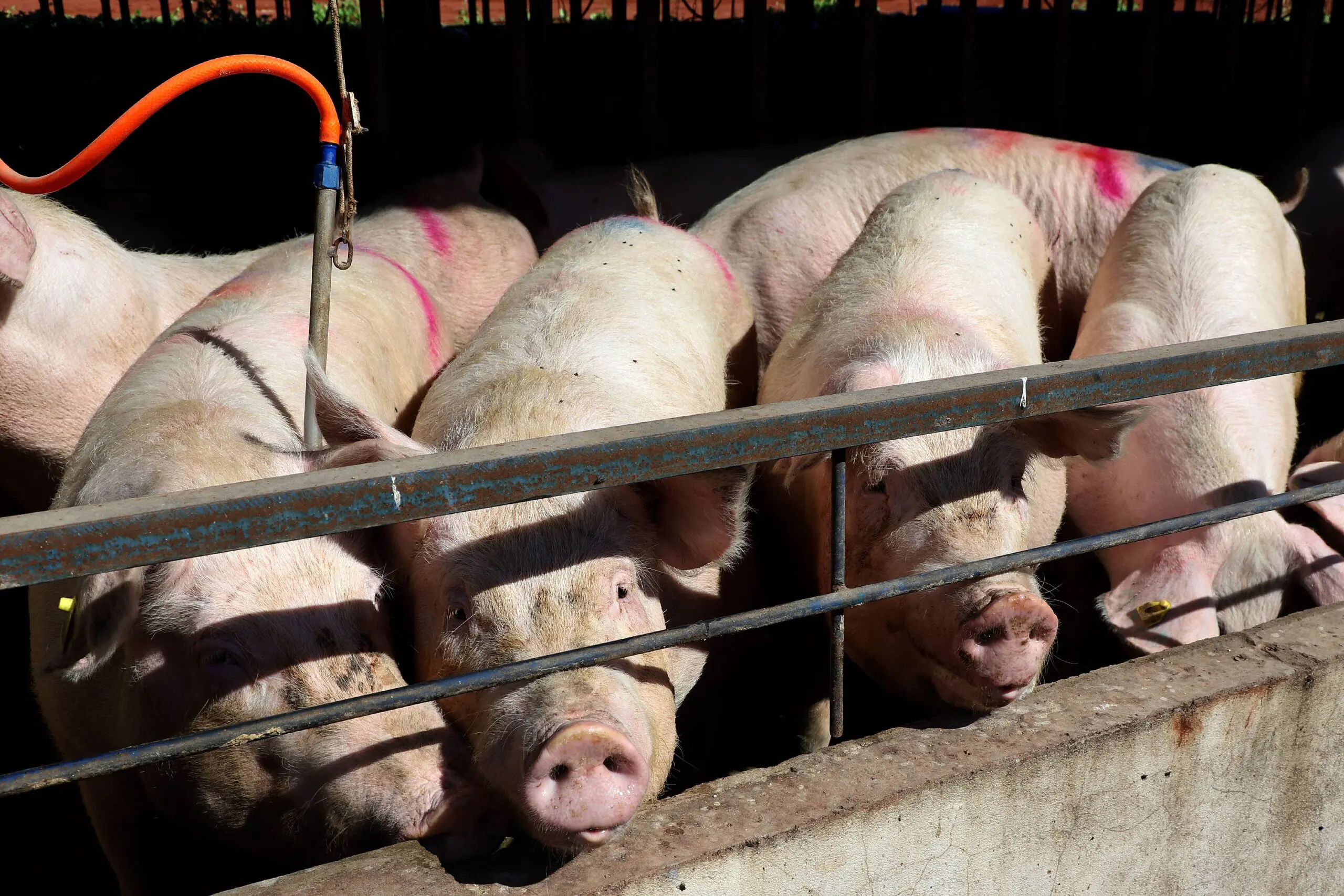 03Granja_De_Suinos_8-Scaled-Jpg Paraná registra salto de R$ 17,3 bilhões na pecuária e reforça protagonismo nacional em proteína animal.