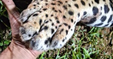 Onça-Pintada É Atropelada Na Br-163 Entre Lucas Do Rio Verde E Sorriso: Triste Notícia Da Fauna Brasileira 39 2025 word3