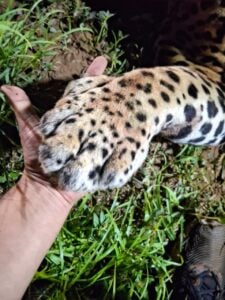 Whatsapp-Image-2025-10-27-At-09-15-37-225X300-1 Animal macho, de aproximadamente 100 kg, foi atingido por um veículo durante a madrugada desta segunda-feira (27). Corpo de Bombeiros e veterinário estiveram no local, mas o felino não resistiu.