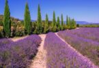 Descubra O Encanto Das Lavandas E Sabores Do Sul Da França Em Provence 4 2025 word1