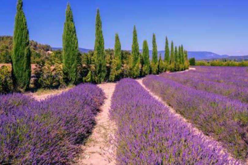 Descubra O Encanto Das Lavandas E Sabores Do Sul Da França Em Provence 1 2025 word2