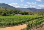 Descubra As 5 Vinícolas Na Serra Fluminense Abertas Para Visitação 6 2025 word3