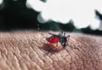 Casos De Chikungunya Em Sorriso Atingem 3,3 Mil Com Chegada Das Chuvas: População Convocada Para Eliminar Focos Do Aedes 6 2025 word3