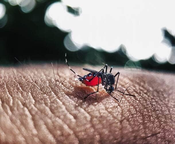 Casos De Chikungunya Em Sorriso Atingem 3,3 Mil Com Chegada Das Chuvas: População Convocada Para Eliminar Focos Do Aedes 1 2025 word1