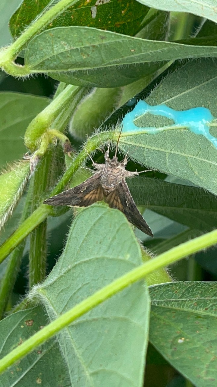 Como A Tecnologia Atrai-Mata Está Revolucionando O Controle De Lagartas No Agro Do Mato Grosso 1 2025 word1