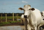 Pecuária Sustentável Do Brasil Se Destaca No World Meat Congress: Conheça As Práticas Inovadoras 4 2025 word1
