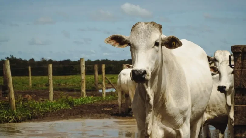 Pecuária Sustentável Do Brasil Se Destaca No World Meat Congress: Conheça As Práticas Inovadoras 1 2025 word1