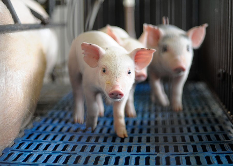 251028_Aplicativoecopiggy_Jairo_Backes_Suinos 2025 word2