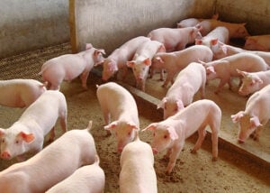 251028_Alicativoecopiggy_Nelson_Mores-300X214-1 2025 word2