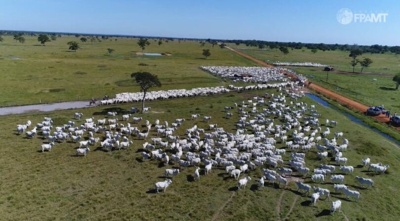 Produtores Devem Atualizar Estoque De Rebanhos Até 1º De Novembro Para Evitar Multa E Bloqueio No Gta 1 2025 word3