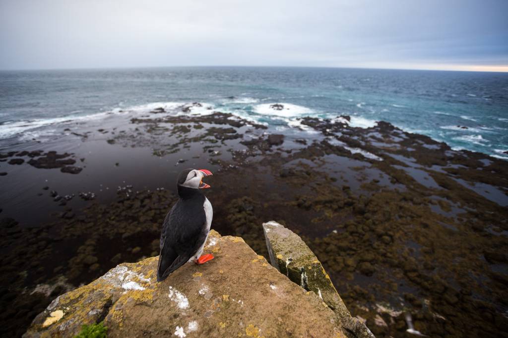 wesfjord-puffins