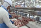 Mato Grosso Quebra Recorde De Exportação De Carne Bovina Mesmo Com Tarifas Dos Eua 4 2025 word3