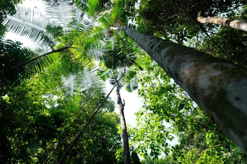 Unemat Selecionada Em Economia Sustentável Na Amazônia: Uma Das Seis Propostas Destacadas Entre 221 1 2025 word3