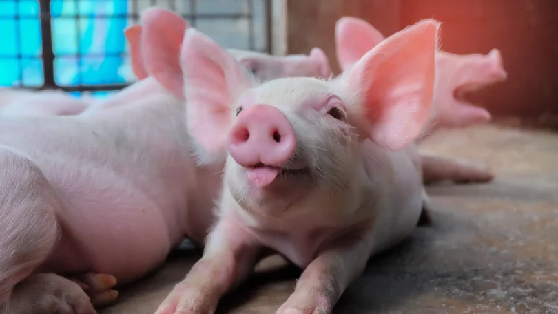 Preço Médio Do Suíno Tem Queda Em Outubro: Confira Os Detalhes! 1 2025 word1