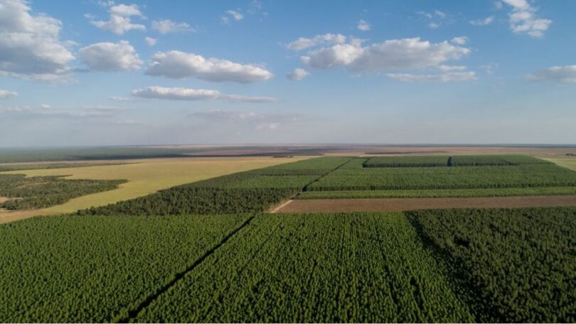 Consumo De Lenha De Desmate Aumenta Quase 95% E Vira Alvo De Investigação Judicial 1 2025 word2