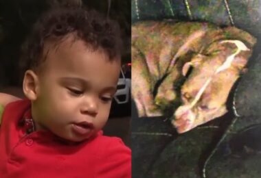 Pitbull Salva Menino De 2 Anos Perdido Na Rua Durante A Madrugada 7 2025 word1