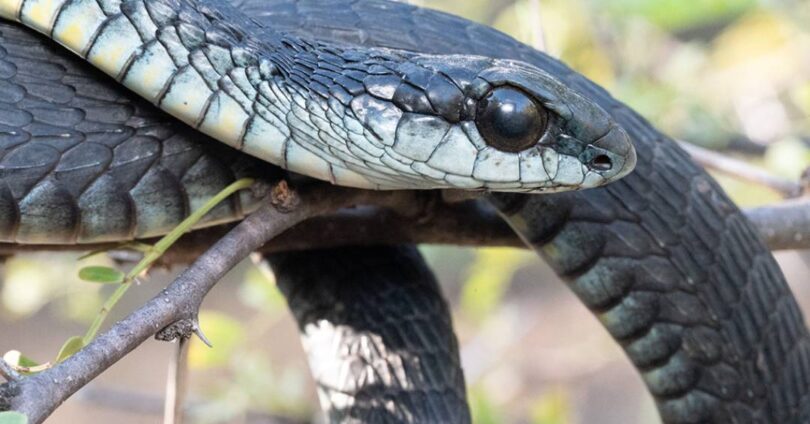 Anticorpos De Lhamas E Alpacas: Novo Antídoto Eficaz Contra O Veneno De Cobras 1 2025 word1