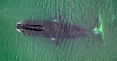 Descoberta Surpreendente: Por Que Essa Baleia Vive Por Dois Séculos? 47 2025 word3