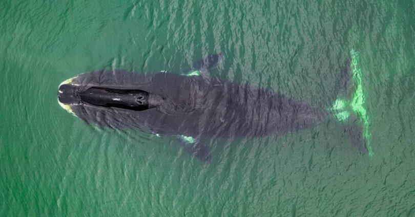 Descoberta Surpreendente: Por Que Essa Baleia Vive Por Dois Séculos? 1 2025 word2