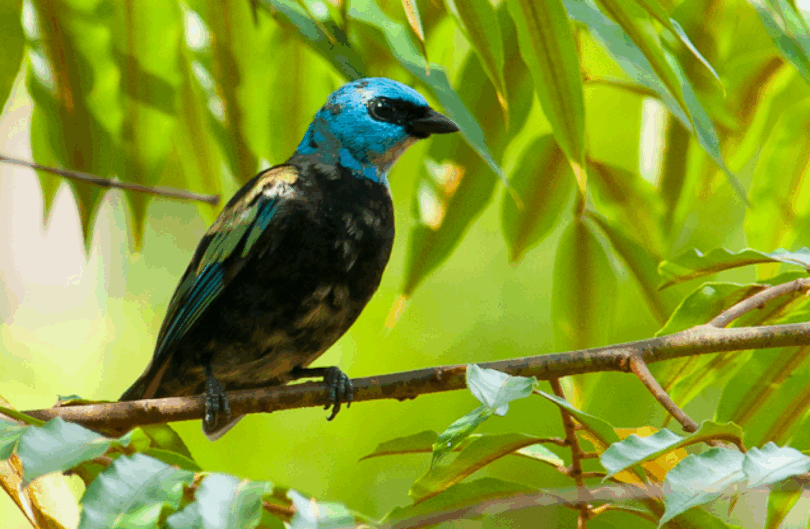 Turismo Em Sorriso Impulsionado Pela Observação De Aves: Uma Nova Tendência Em Ascensão 1 2025 word2