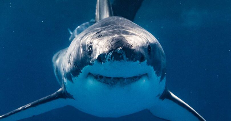 Tubarões Interagem Com Brinquedos Em Tanque De Pesquisa: Descubra Os Resultados 1 2025 word1